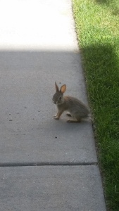 Nature can be an inspiration for writing, such as this baby rabbit at the library.